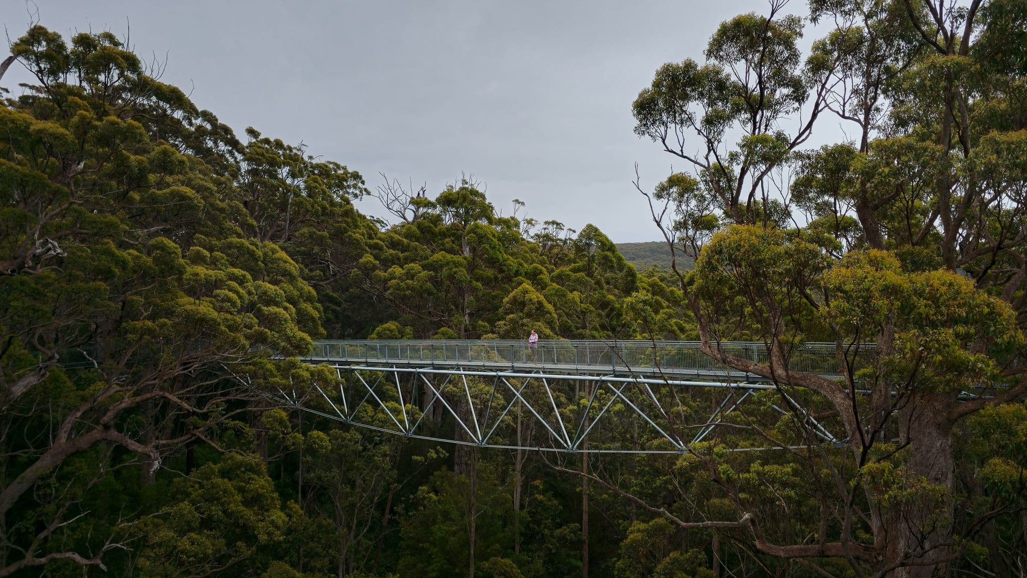 Backpackwereld-Valley of the Giants Tree Top Walk -AU.jpg