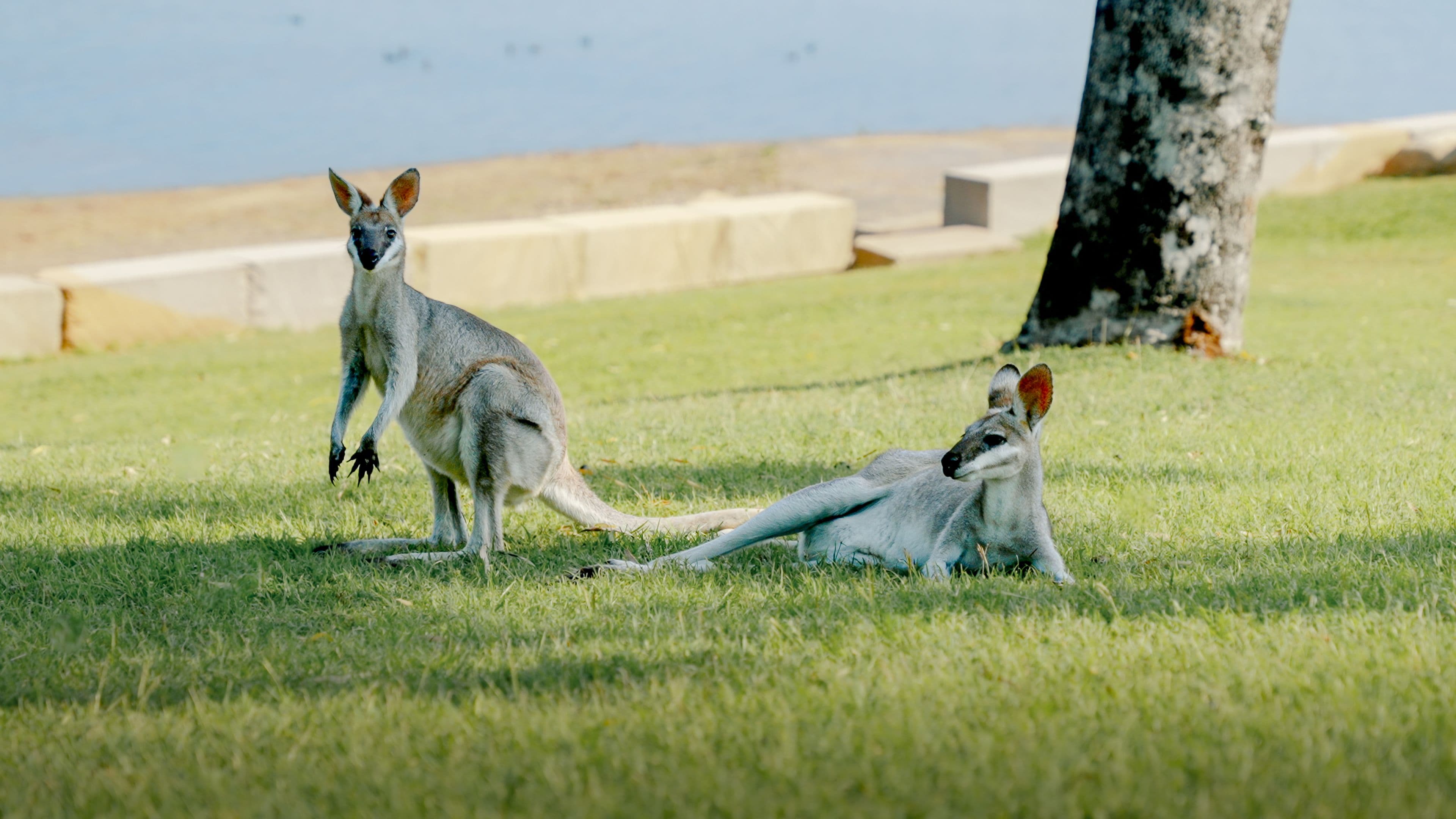 Kangaroos sitting on the grass