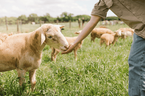 Sheep at The Farm.png