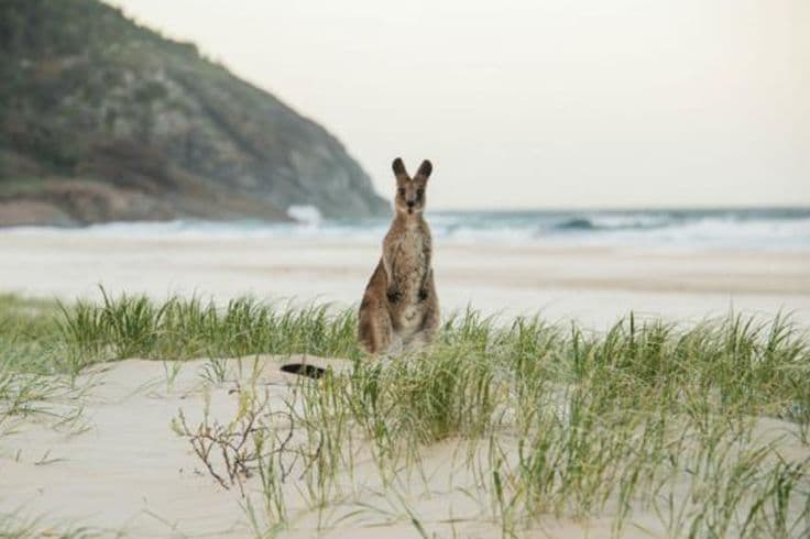 Wallabie on a beach