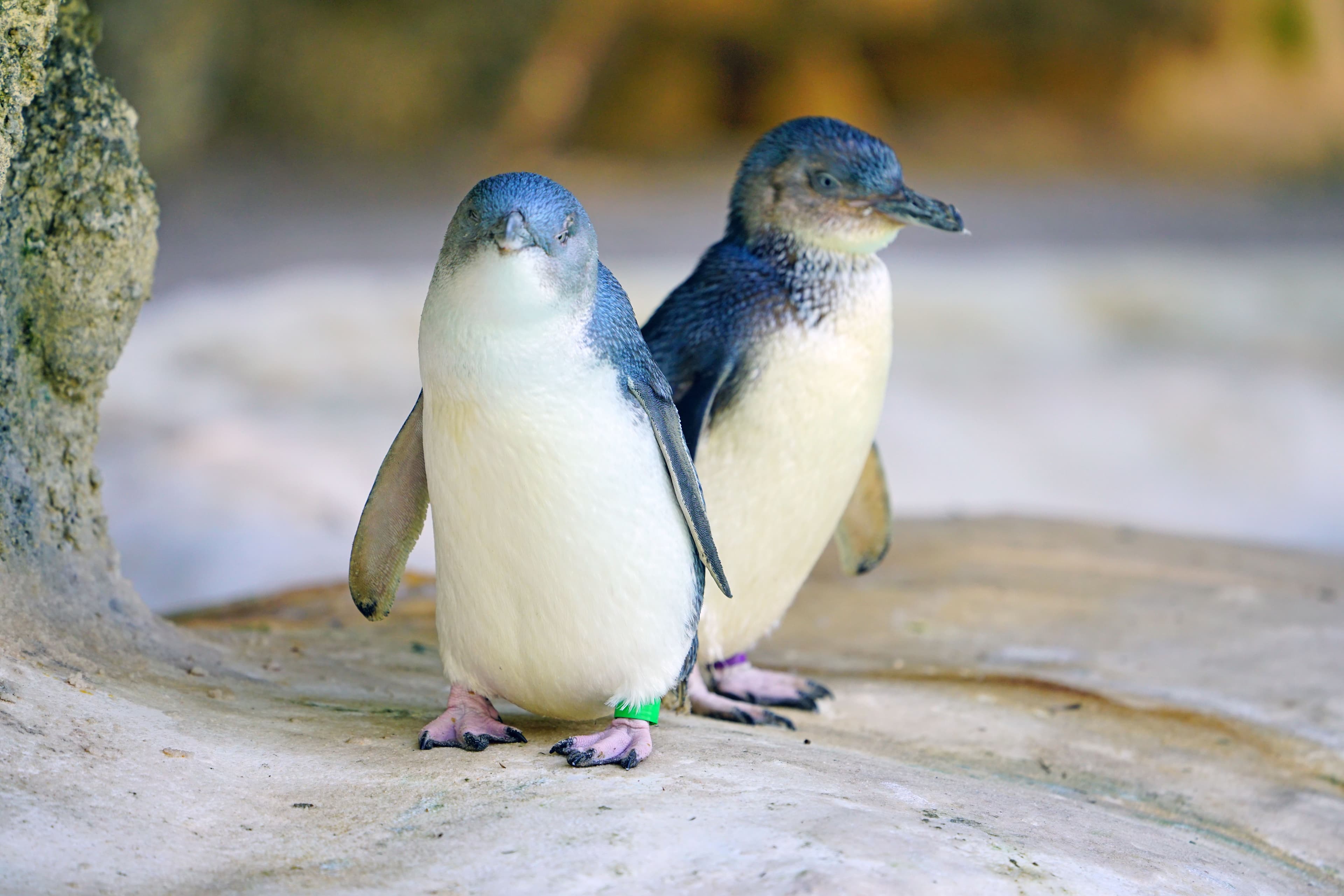 Two penguins on the beach
