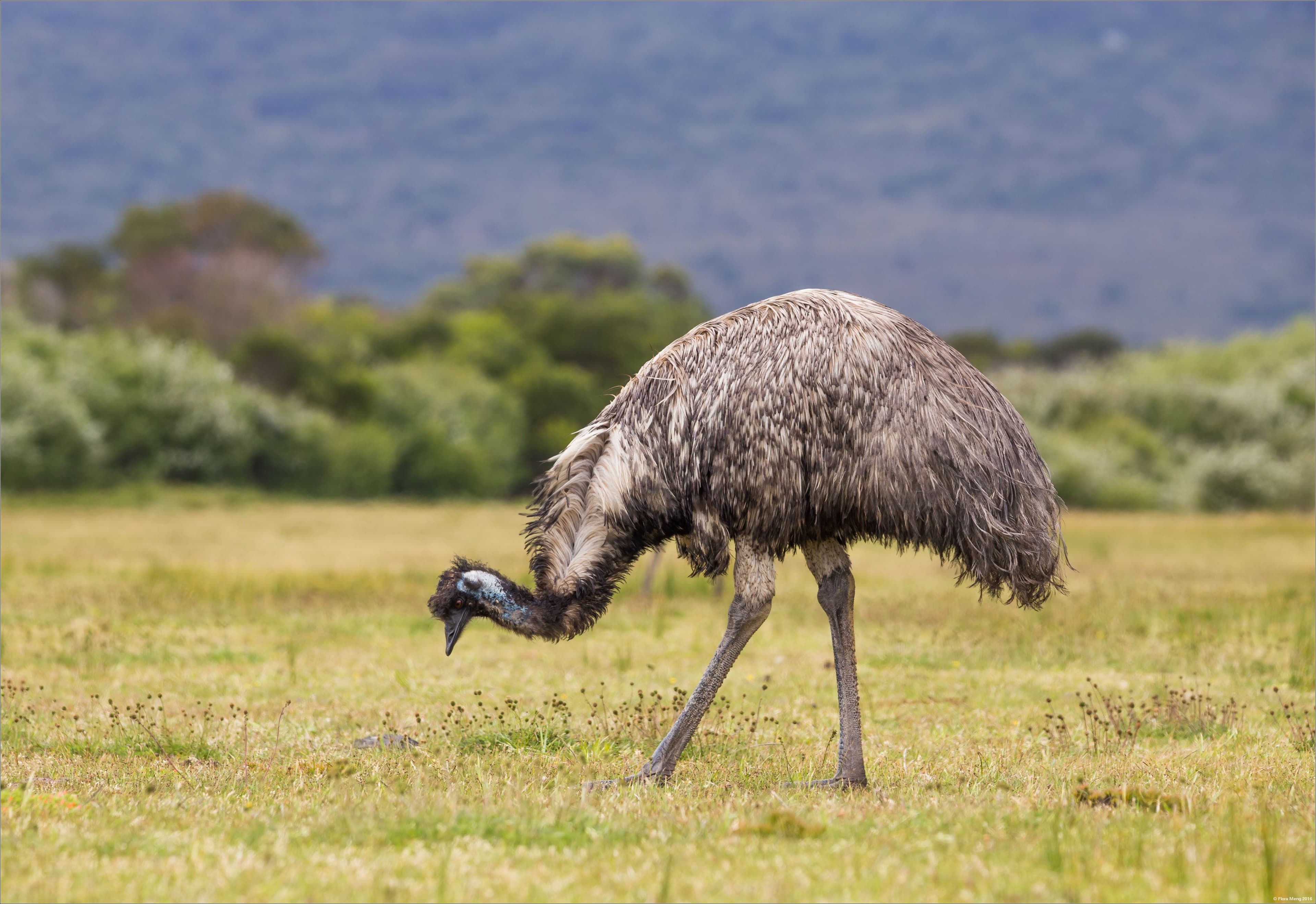 Emu in a field